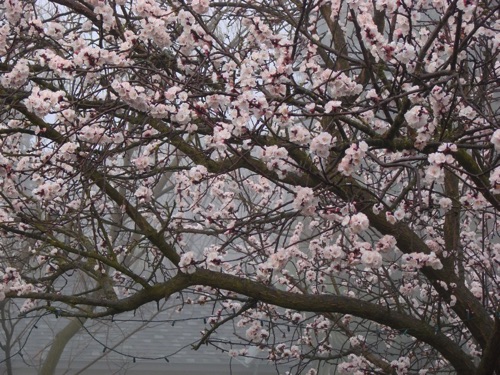 Apricot Blossoms